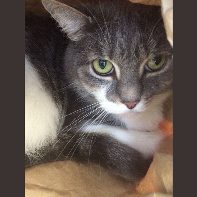 Photo of Samson