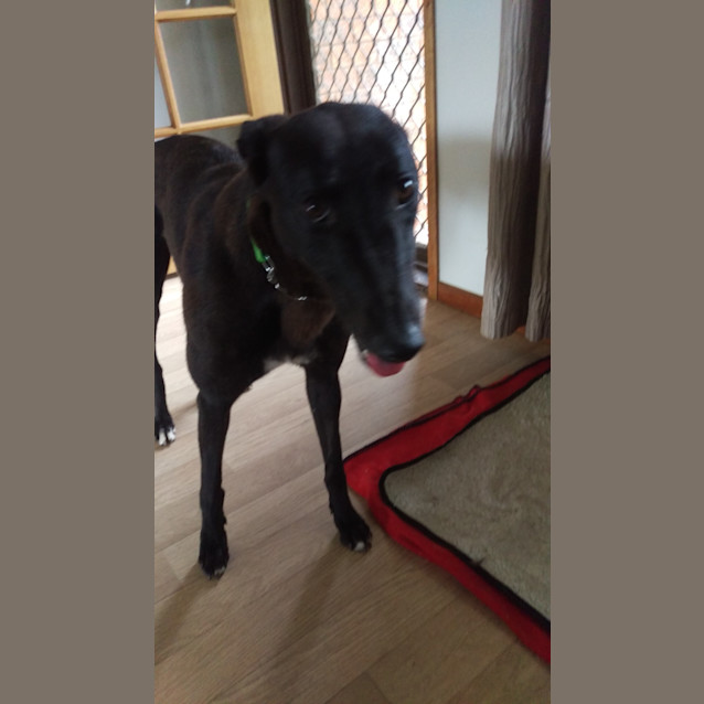 Photo of Coco