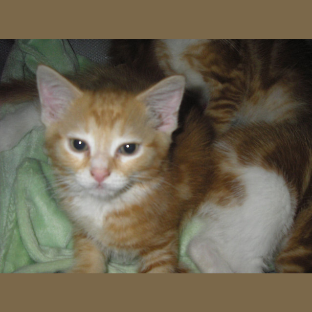 Photo of Ollie