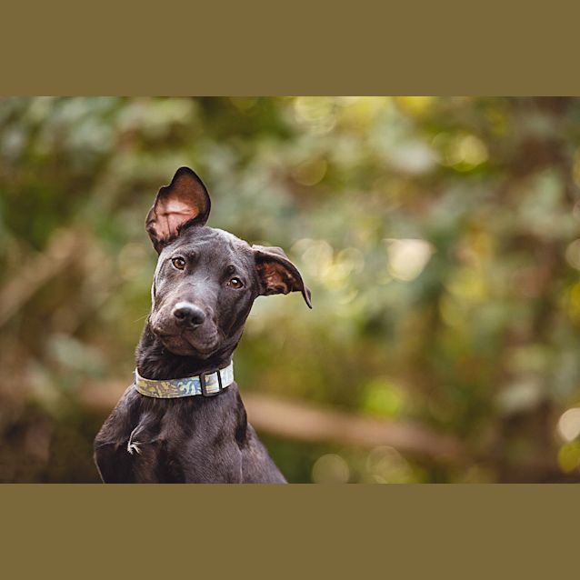 Photo of Bruno