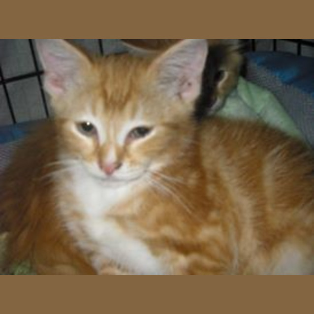Photo of Toby