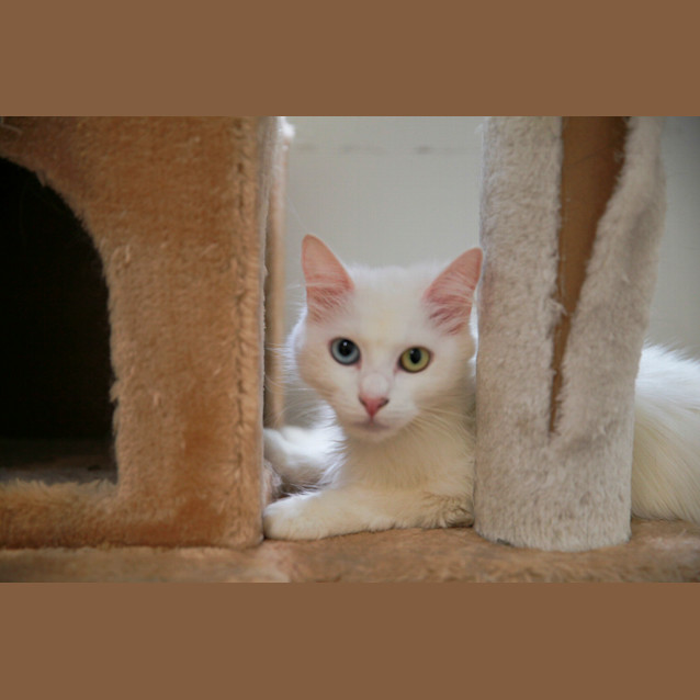 Photo of Bindi