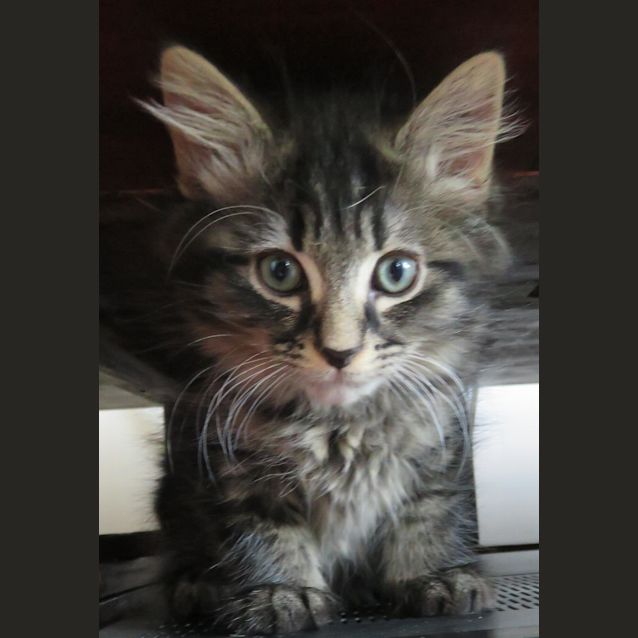 Photo of Cappa