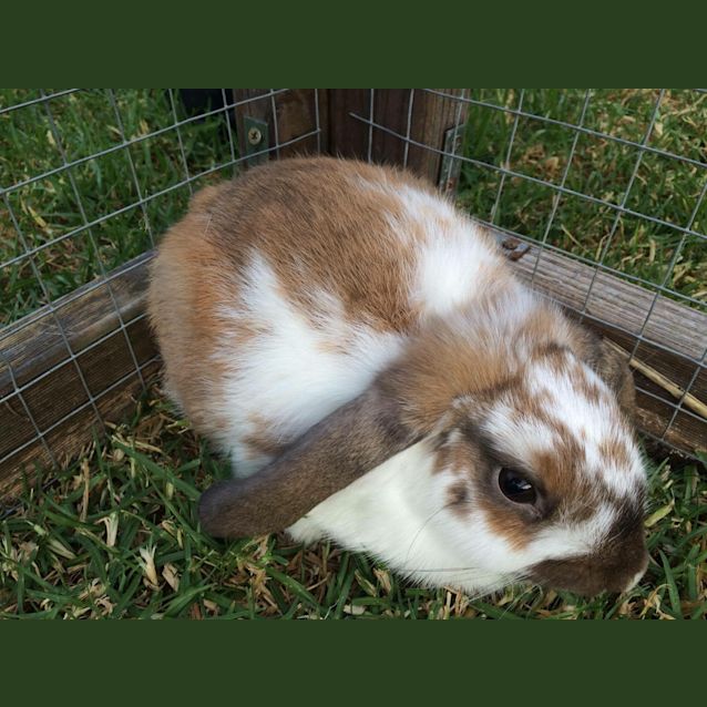 Photo of Caramel *•Adopt Me•* I Loveeee My Cuddles💖! 