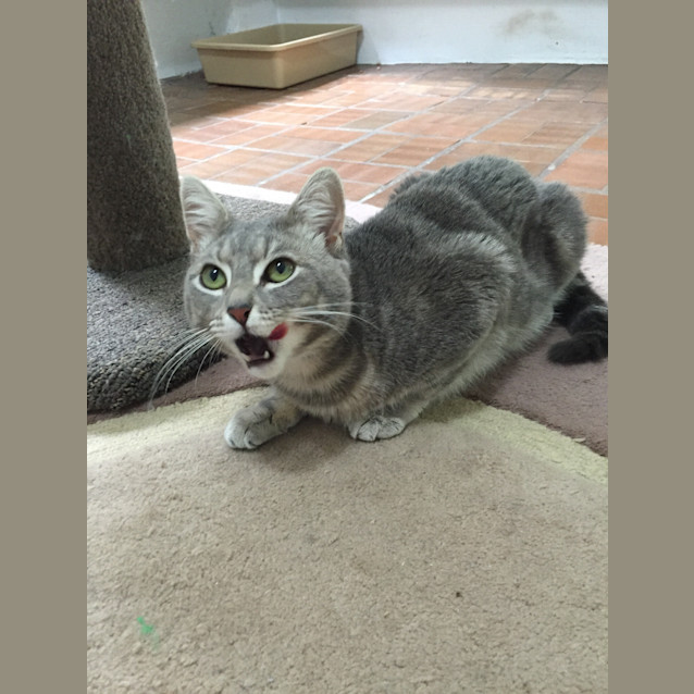Photo of Smokey
