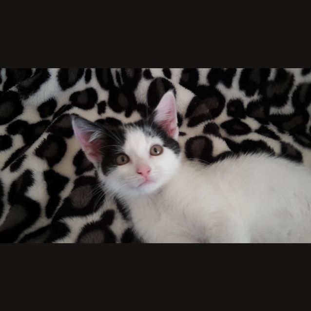 Photo of Smudge