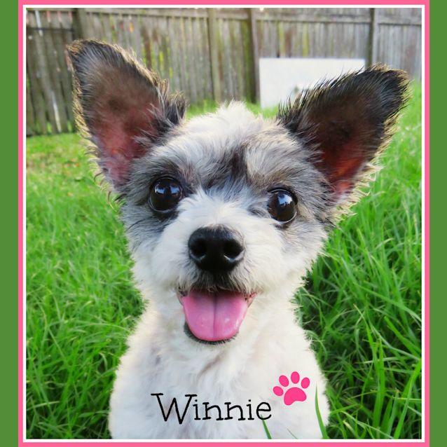 Photo of Winnie