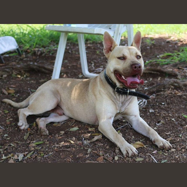 Photo of Harley (Adoption Pending)