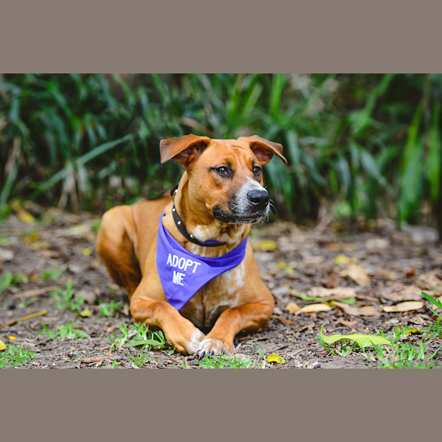 Photo of Cecelia *Adoption Pending*