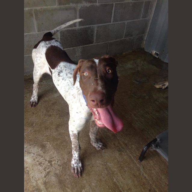 Photo of Blade (At Rspca Big Adopt Day Sept 17 Brisbane)