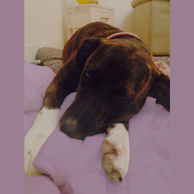 Photo of Sasha ~ Mastiff X, 2yo On Trial 26/02/16