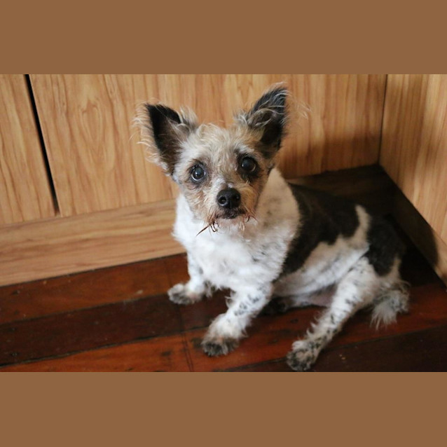 Photo of Buffy (Adoption Pending)