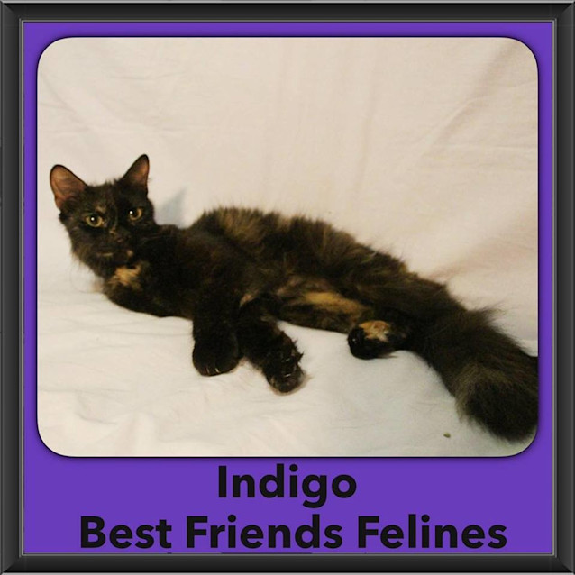 Photo of Indigo 