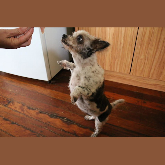 Photo of Buffy (Adoption Pending)