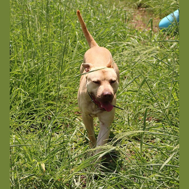 Photo of Harley (Adoption Pending)