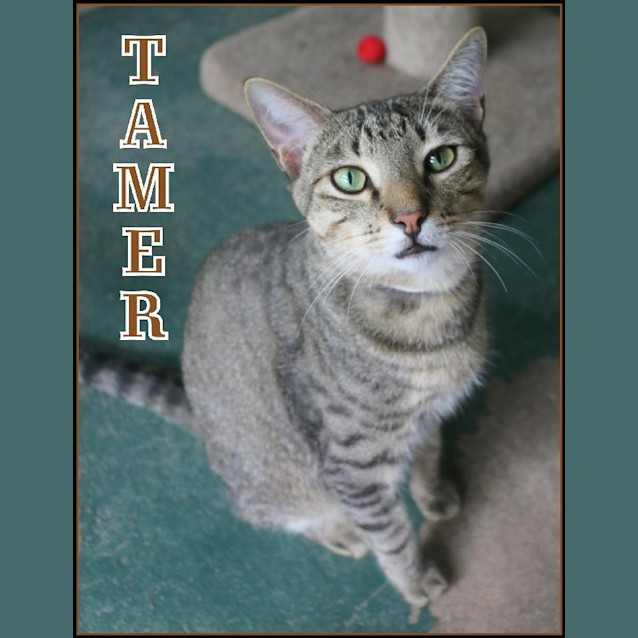 Photo of Tamer