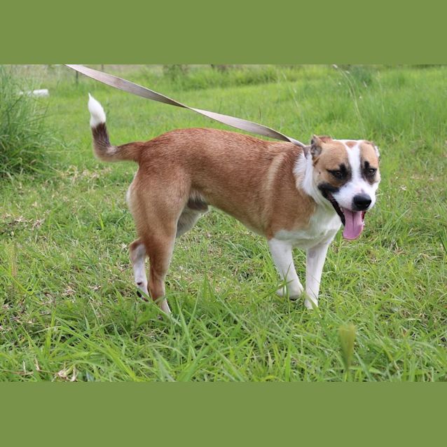 Photo of Caine (Adoption Pending)