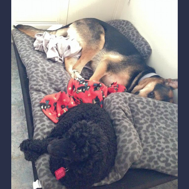 Photo of Stella 1174 & Gypsy 1175