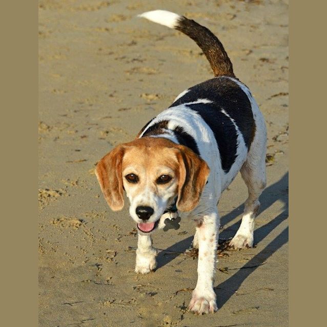 Photo of Lou Lou (Adoption Pending)