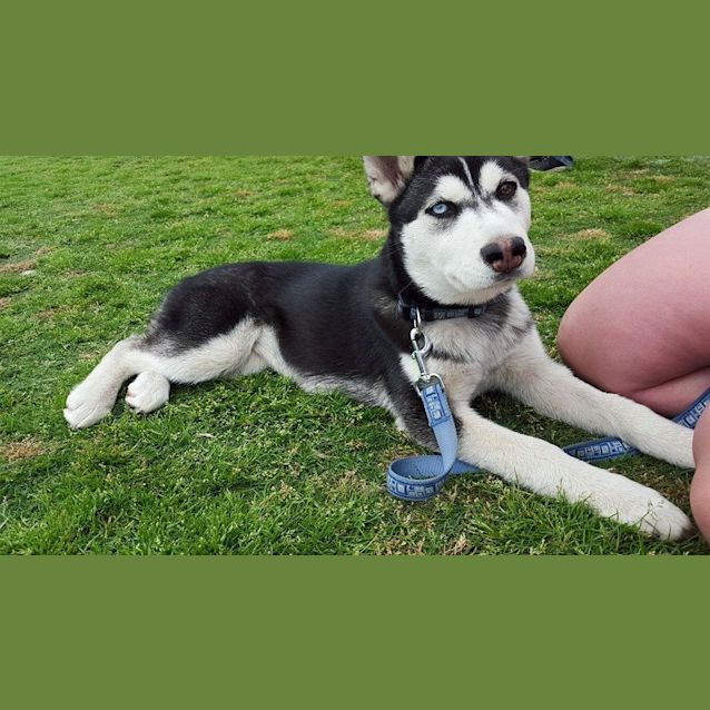 Photo of Indie