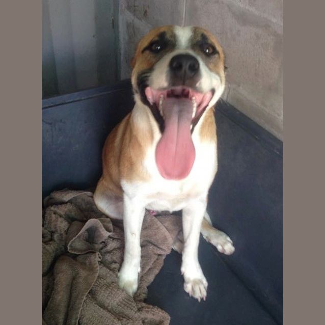 Photo of Caine (Adoption Pending)