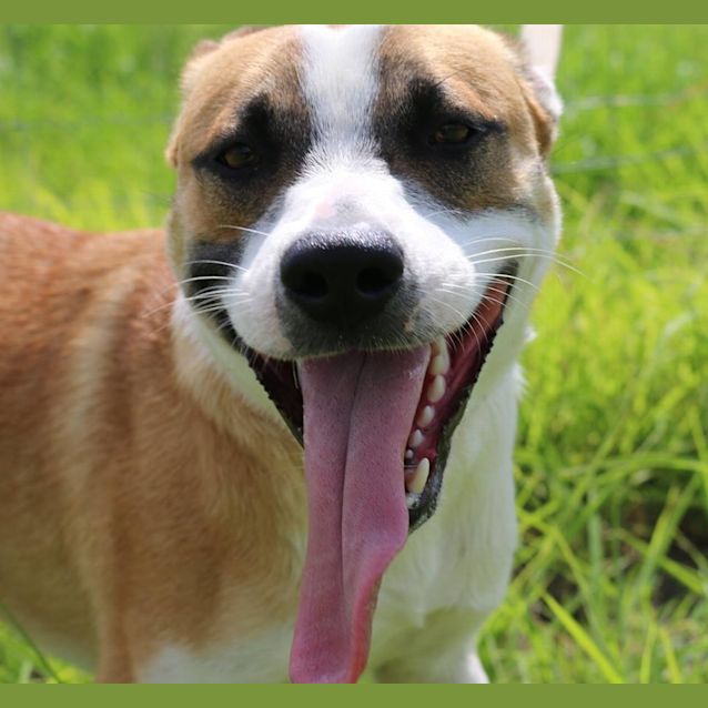 Photo of Caine (Adoption Pending)