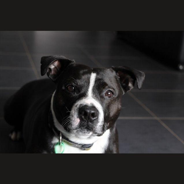 Photo of Nero