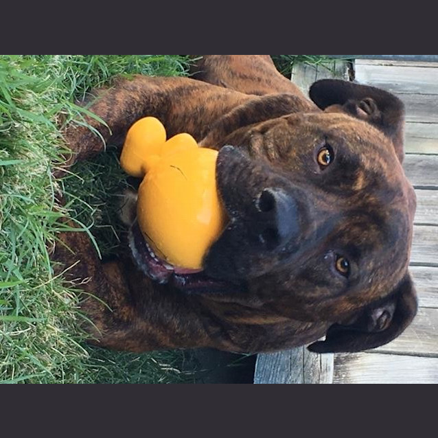 Photo of Chino