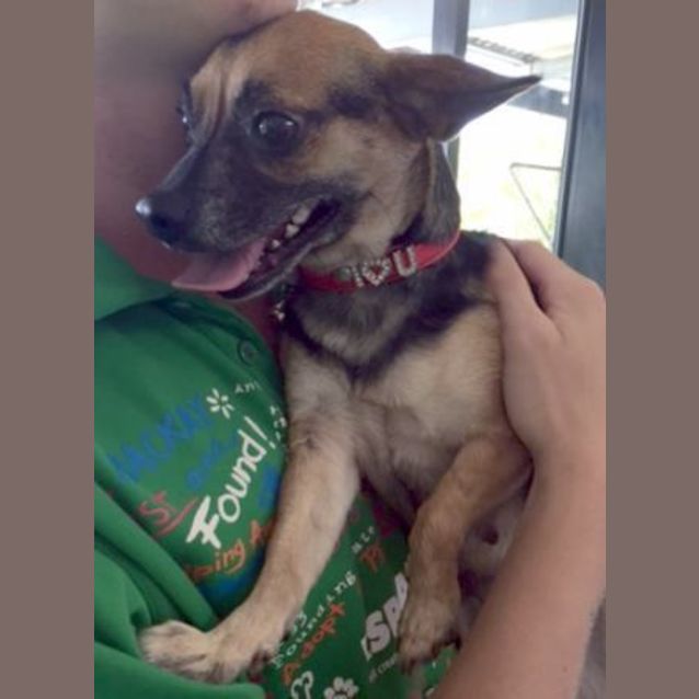 Photo of Sweetie Pie