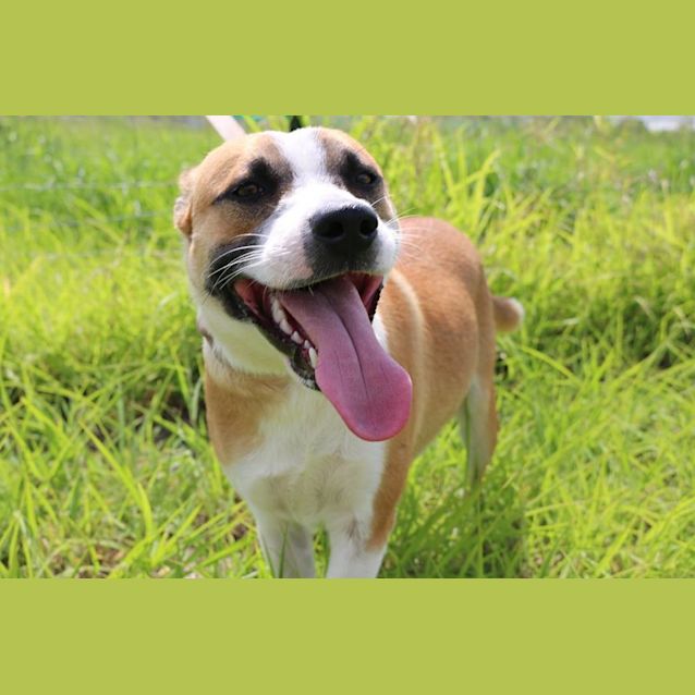 Photo of Caine (Adoption Pending)