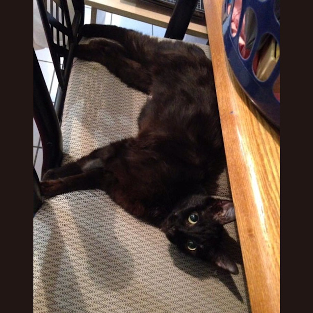 Photo of Midnight Adoption Fee $120