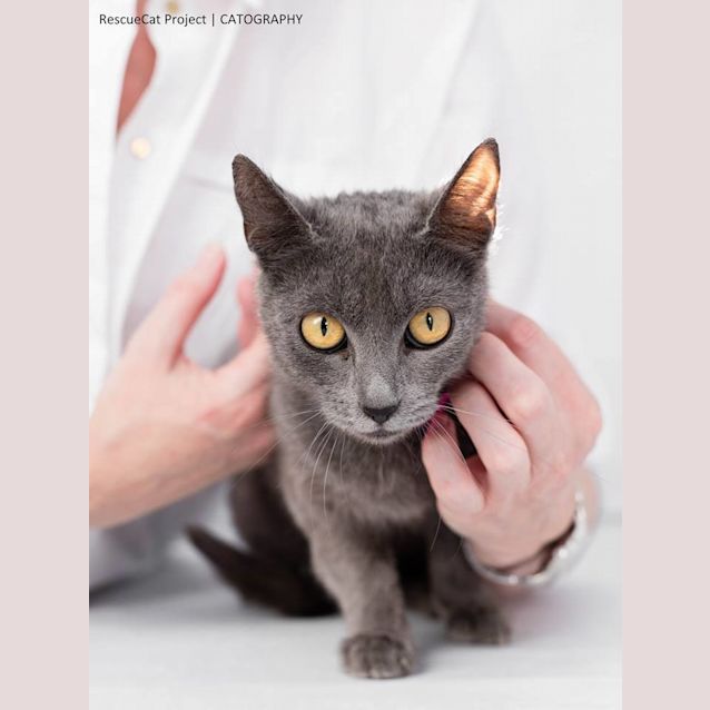 Photo of "Maya" Purrfect Match