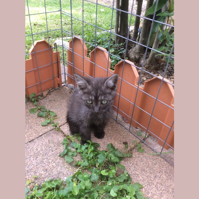 Photo of "Smokey Joe" Purrfect Match