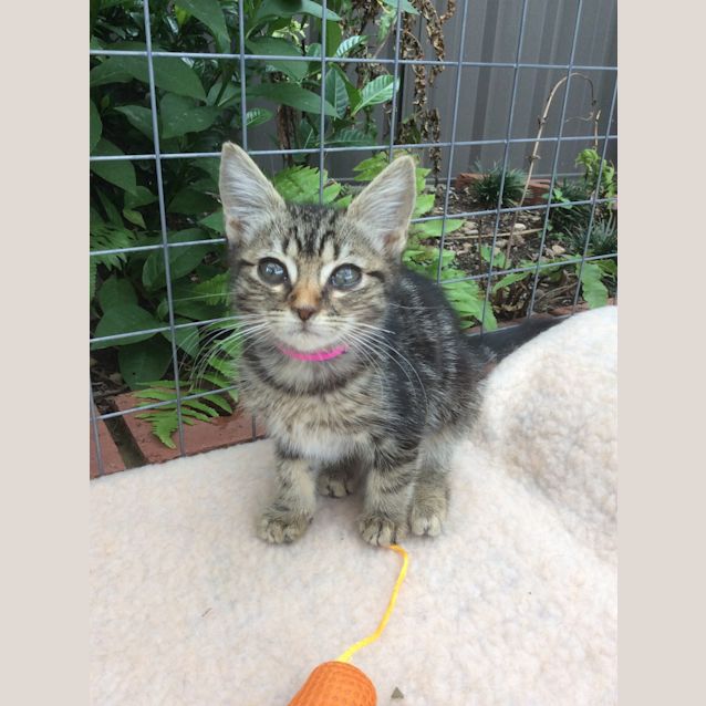 Photo of "Bobbi Mcgee" Purrfect Match