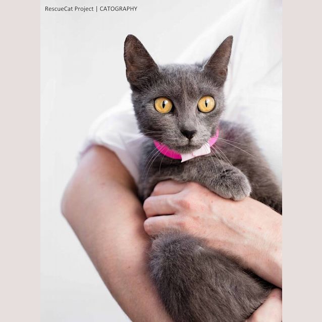 Photo of "Maya" Purrfect Match