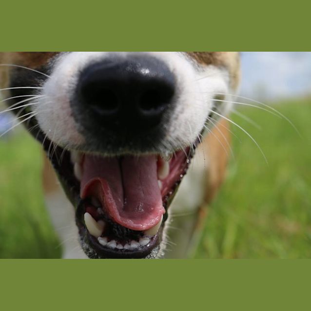 Photo of Caine (Adoption Pending)