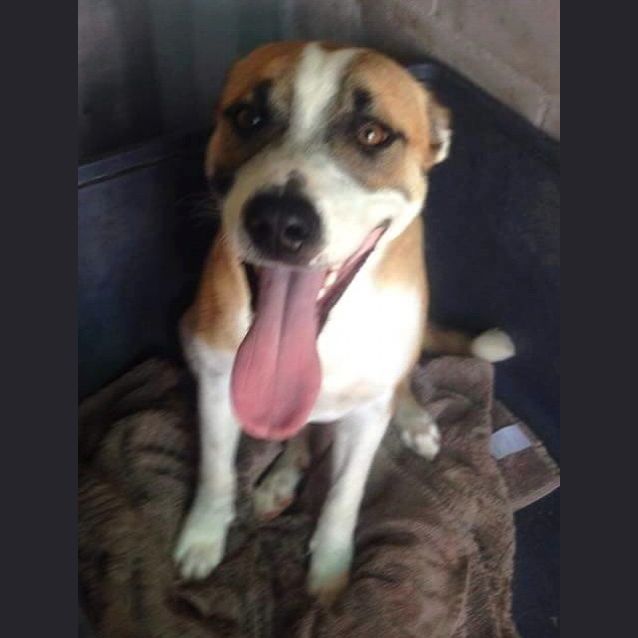 Photo of Caine (Adoption Pending)