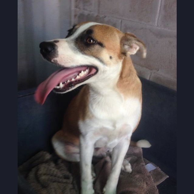 Photo of Caine (Adoption Pending)