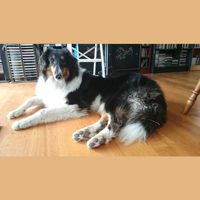 Photo of Clancy. ****On Hold****