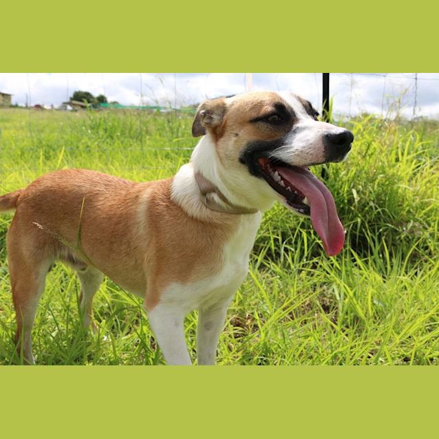 Photo of Caine (Adoption Pending)