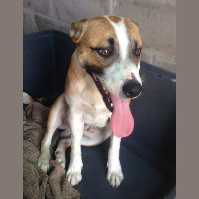 Photo of Caine (Adoption Pending)