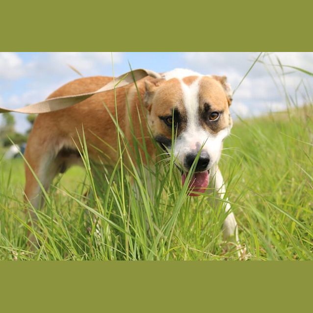 Photo of Caine (Adoption Pending)