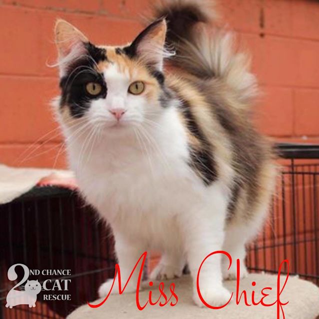 Photo of Miss Chief **2nd Chance Cat Rescue**