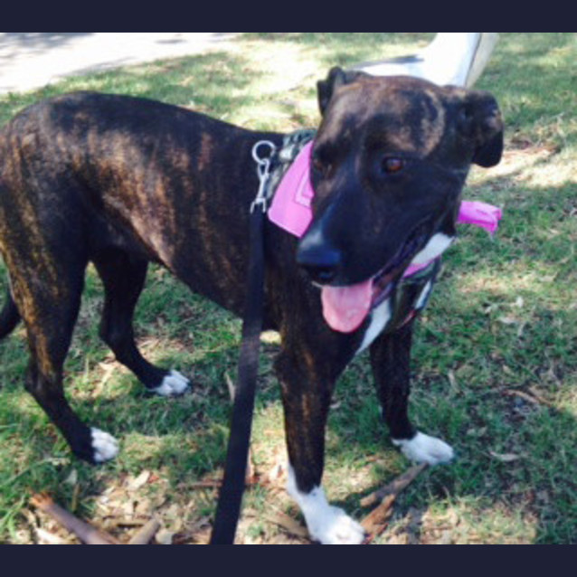 Photo of Sasha ~ Mastiff X, 2yo On Trial 26/02/16