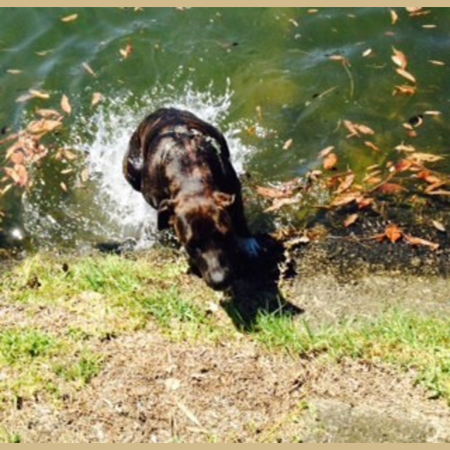 Photo of Sasha ~ Mastiff X, 2yo On Trial 26/02/16