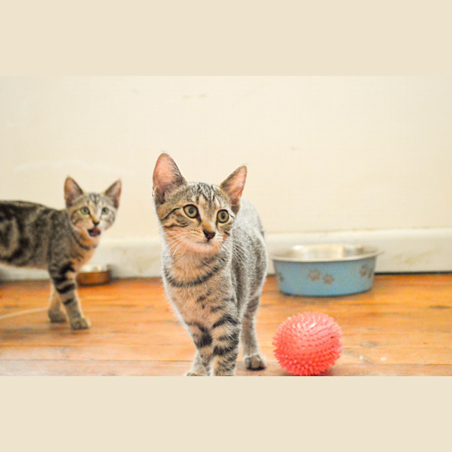 Photo of Sheldon   Only $120!