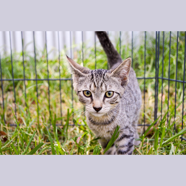 Photo of Sheldon   Only $120!