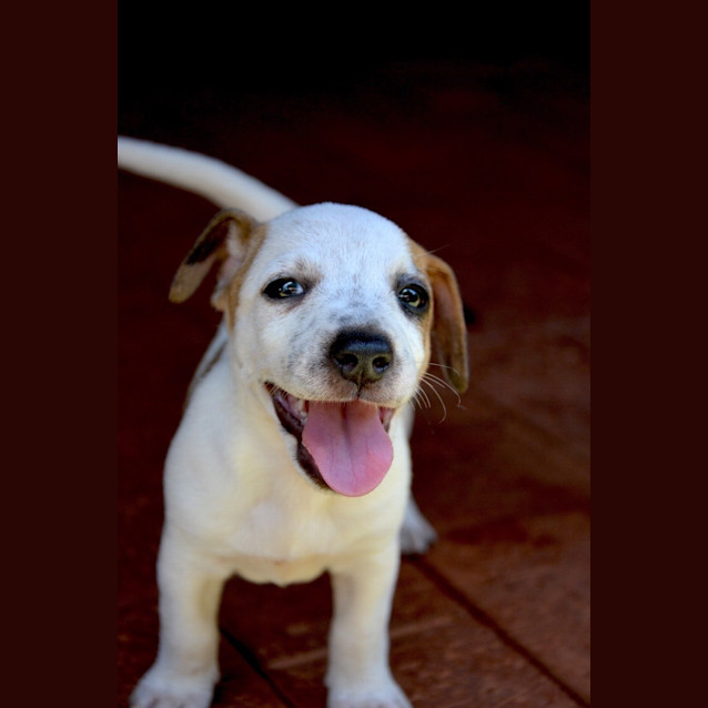 Photo of Honey (Bed43260) *Adopted*