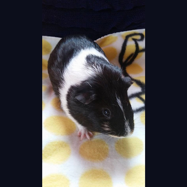 Photo of Scrabble