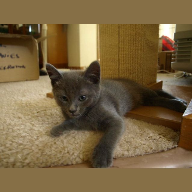 Photo of Gucci Kitten